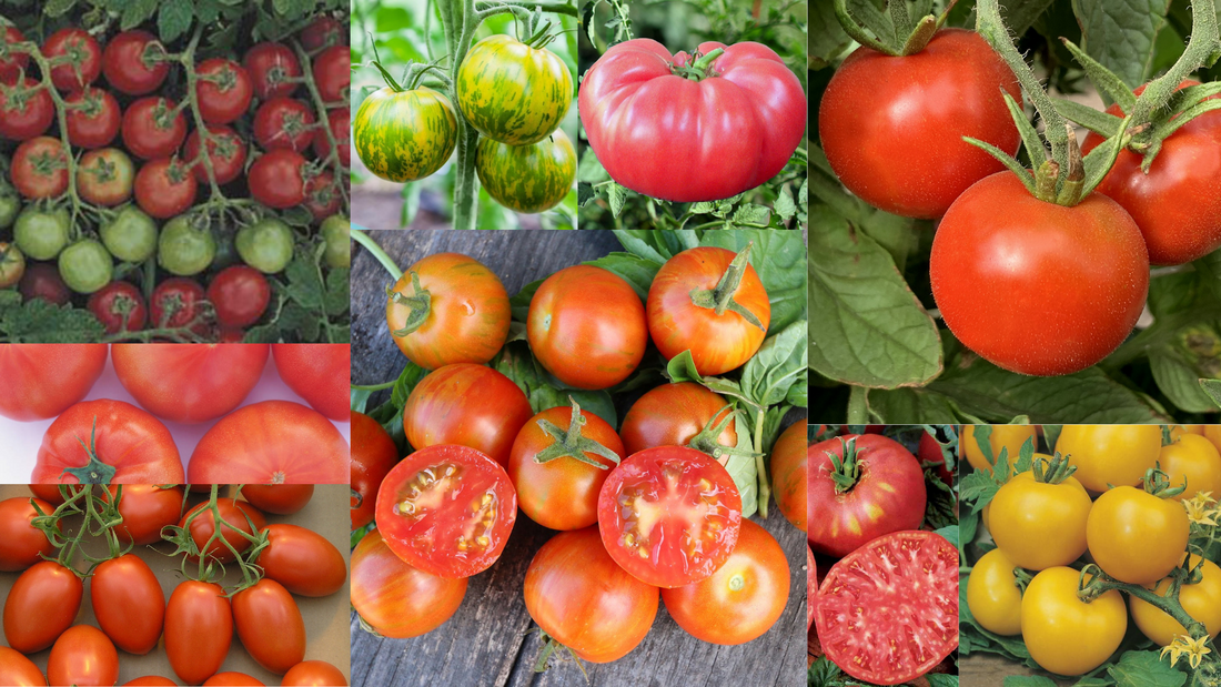 The Ultimate Guide to our 21 Tomato Varieties