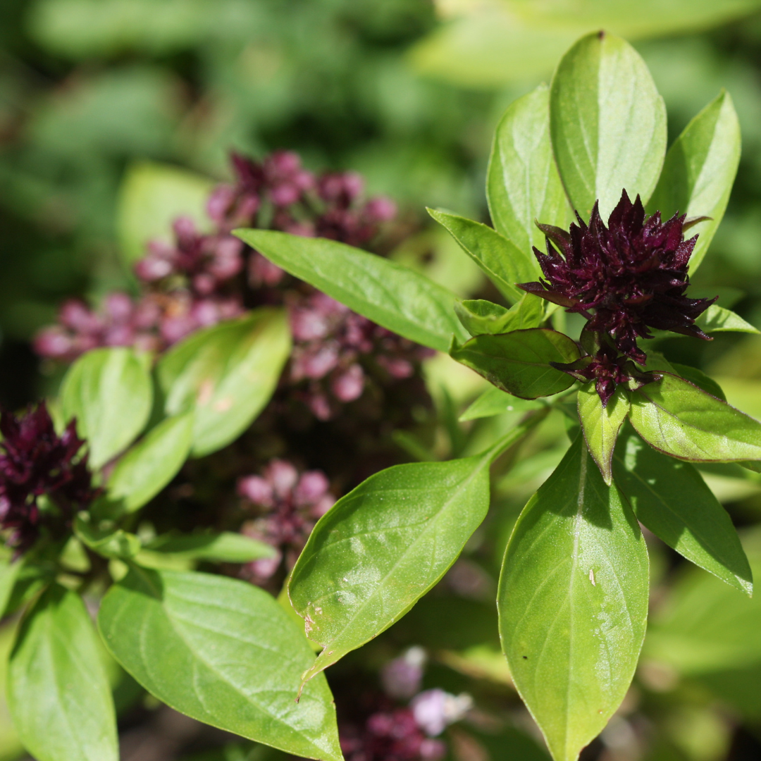 Basil Seeds (Thai)