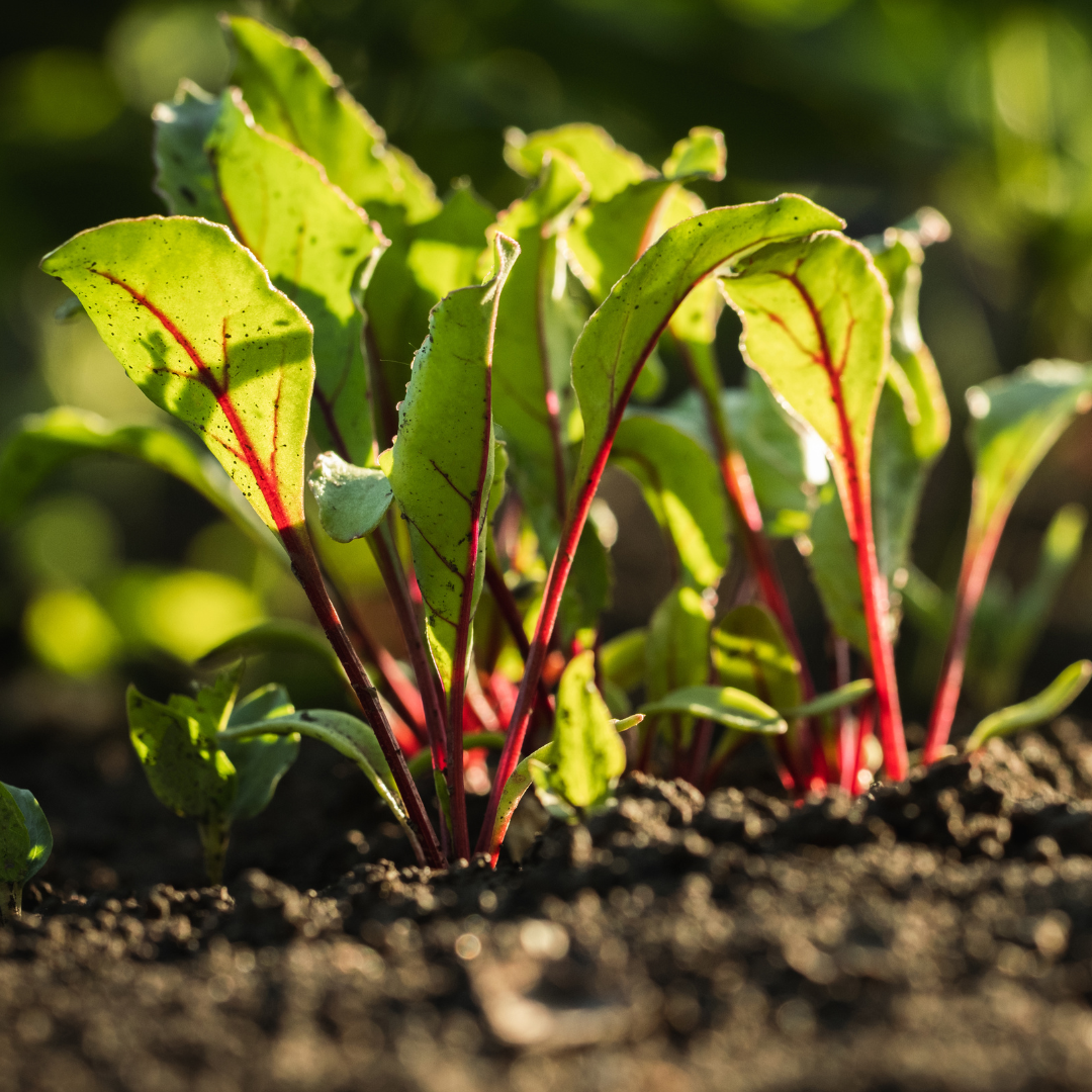 Beetroot leaves growing