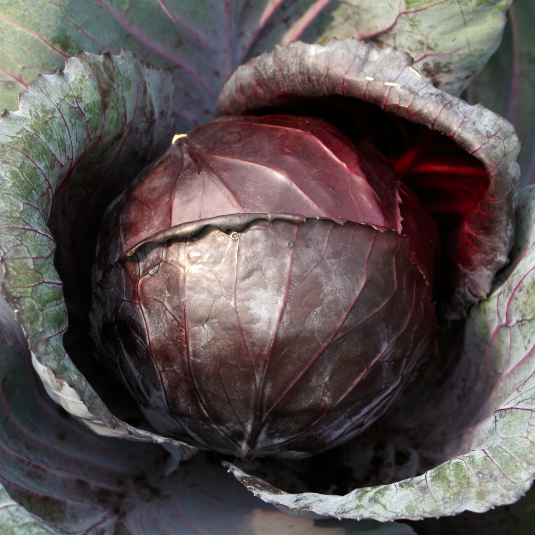 Cabbage Seeds (Red)