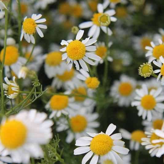 Chamomile Seeds (German)