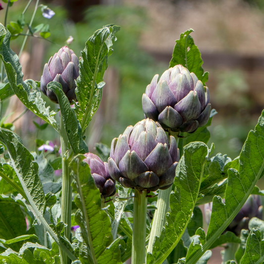 Artichoke plant growing