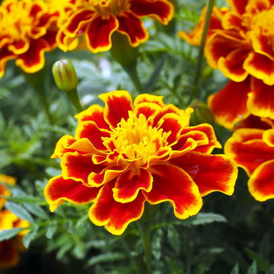 Marigold Seeds (Himalayan)