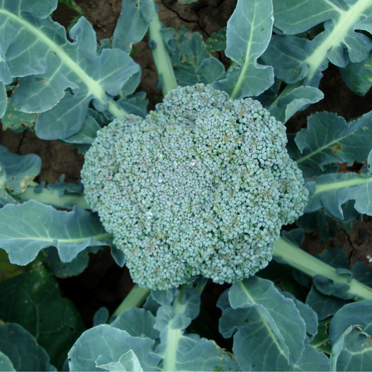 Broccoli head in the garden