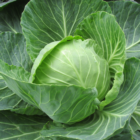 Green Cabbage in the garden