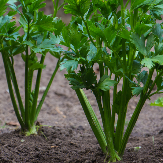 Celery Seeds (Tall Utah)