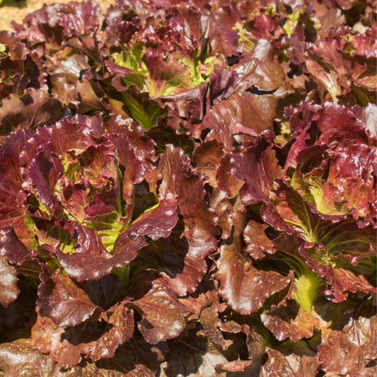 Lettuce Seeds (Red Cos)