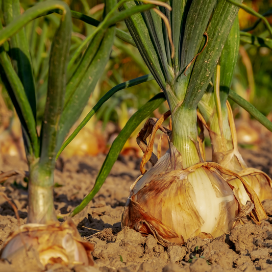 Onion Seeds (Cream Gold)