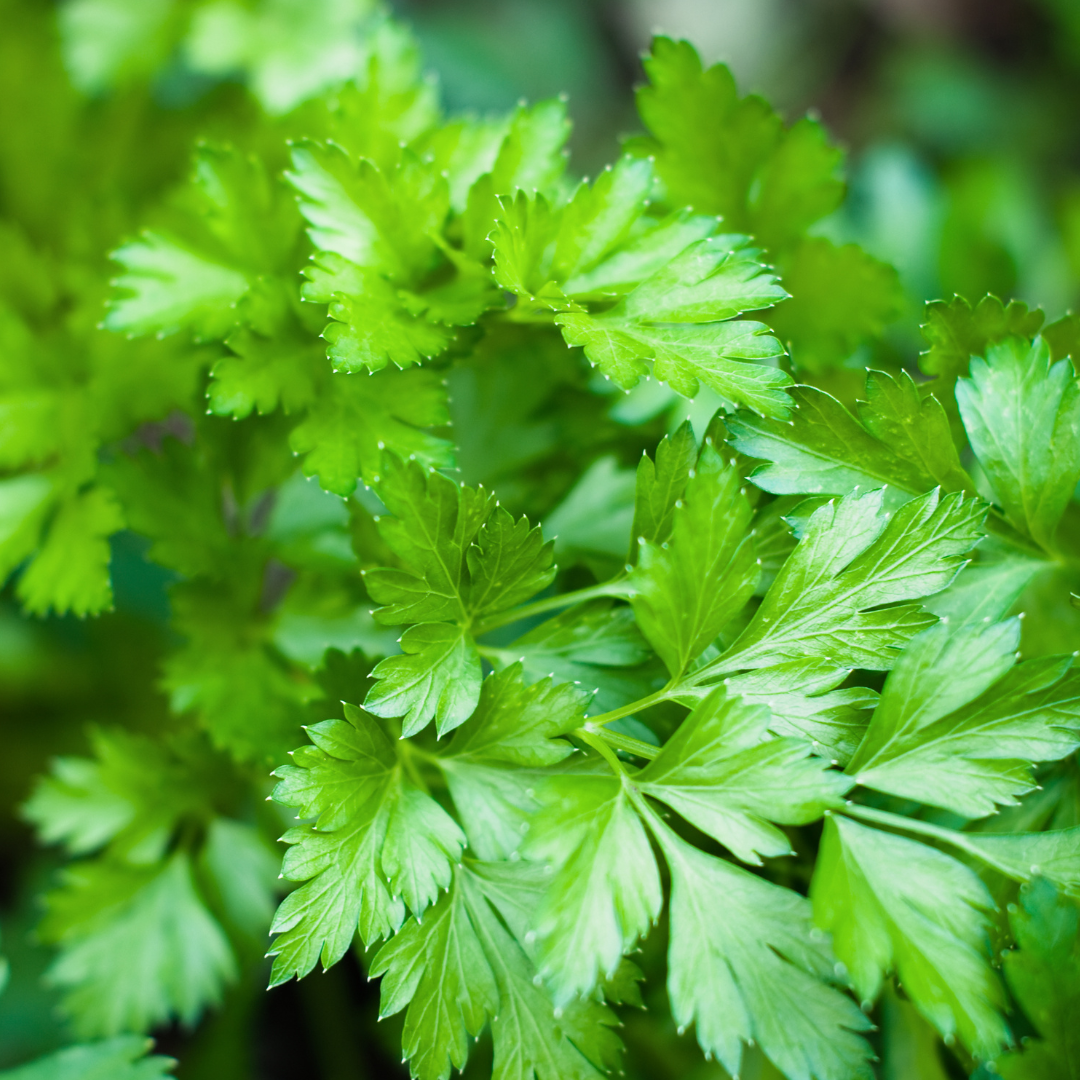 Parsley (Italian) Seeds