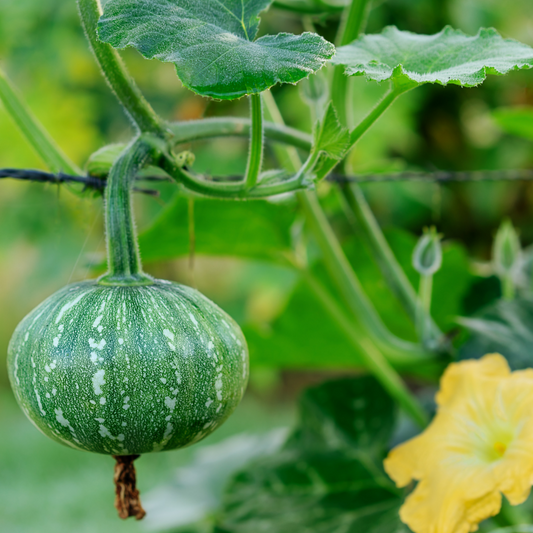 Pumpkin Seeds (Kent)