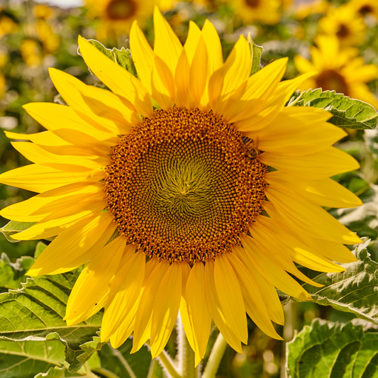 Sunflower Seeds