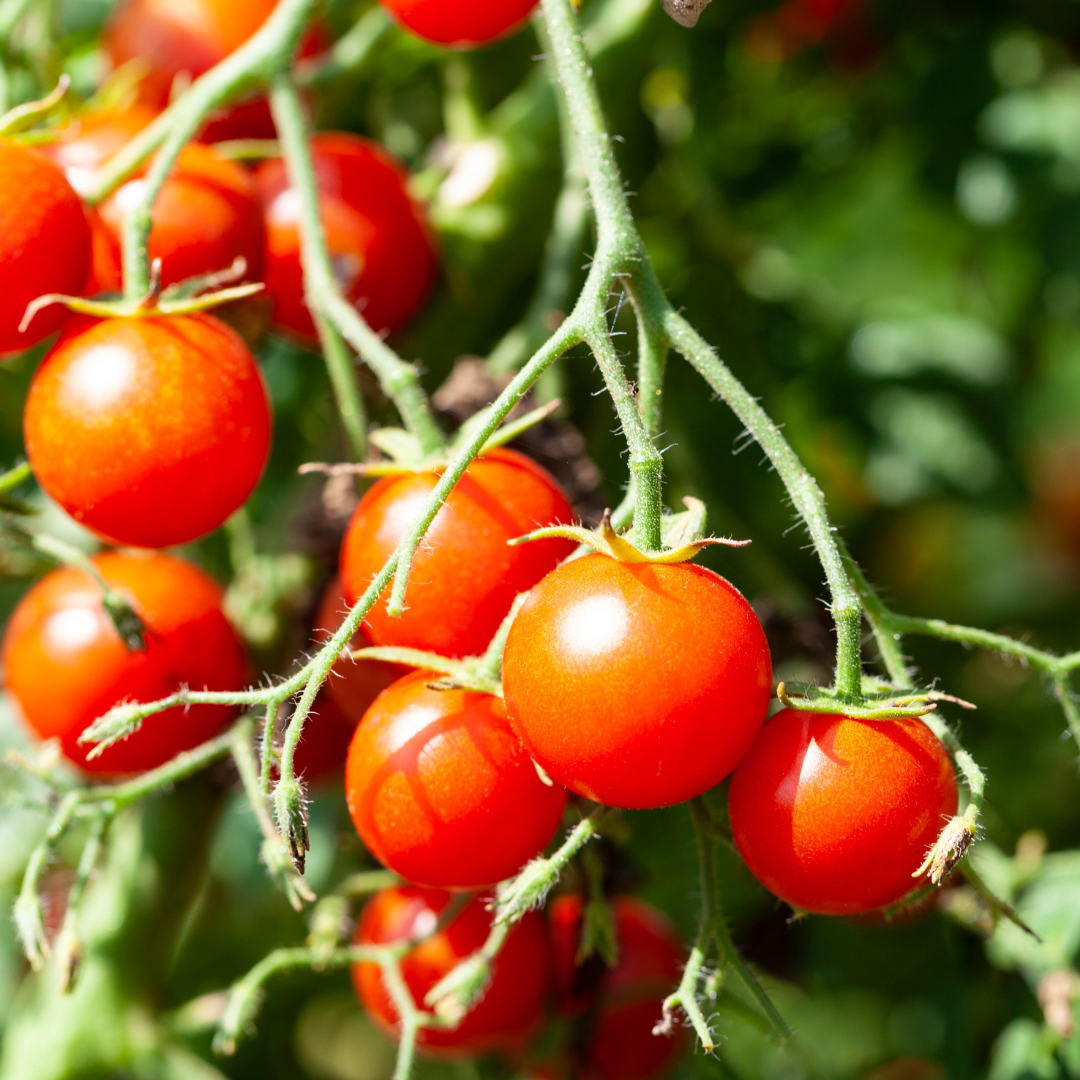 Tomato Seeds (Red Cherry Cocktail)