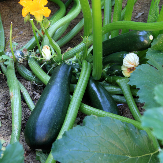 Zucchini Seeds (Black Beauty)