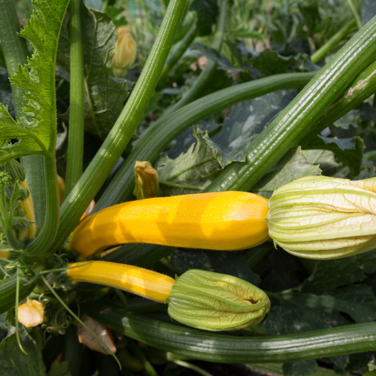 Zucchini Seeds (Golden)