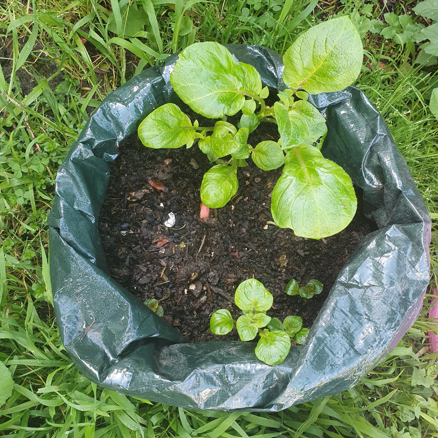 Potato Grow Bag (with resealable window for easy harvest)